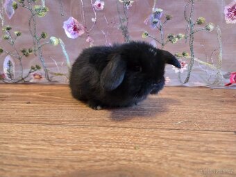 Minilop mláďata - 6