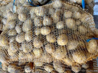 PRODÁME BRAMBORY, konzumní, krmné. - 6