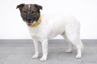 Peggy hledá domov - 6