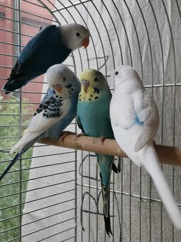 Andulka, Agapornis - 6