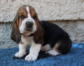 Basset hound - štěňátka s PP po importovaných rodičích - 6