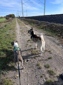 🐾 Nabízíme našeho psa ke krytí – Sibiřský husky 🐾 - 6