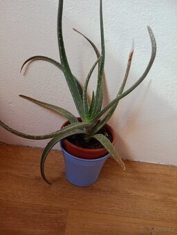 Aloe vera - 6