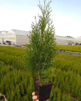 Thuje Thuja Smaragd - rozvoz po celé ČR - 6
