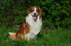 Krytí chovným psem plemene australský ovčák - 6