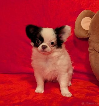 Čivava dlouhosrstá s PP- pejsci a fenky - 6