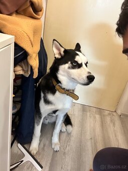 Prodej sibiřskýho huskýho - 6