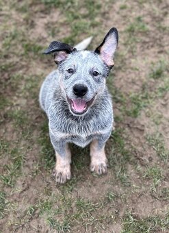 Australský honácký pes - s PP - 6