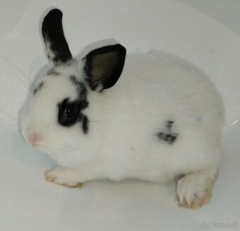 Zakrslý králíček bez PP sameček Apollo - 6