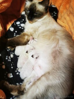 Ragdoll koťátka bez PP - 6