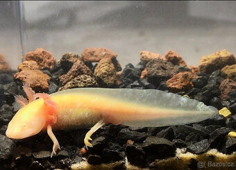 Axolotl od chovatele - axolotly.cz - 6