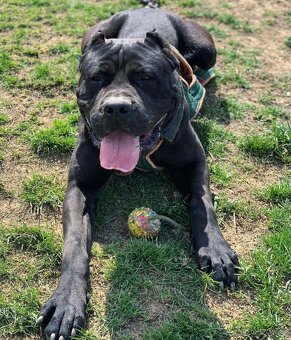 Bandog ke krytí - 6