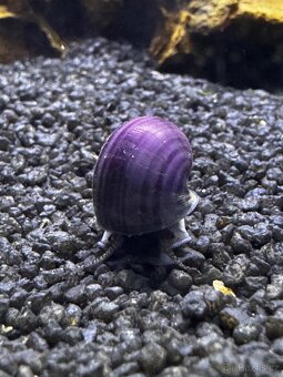 Ampulárie (měchýřovka), akvarijní šneci - 6