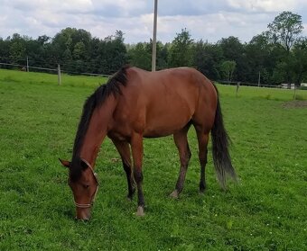 AQH valach - 6