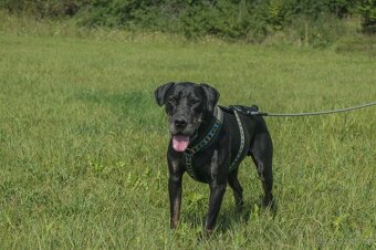 Louisiánský leopardí pes s PP - 6