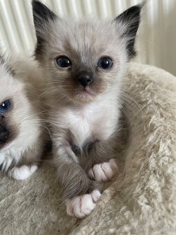 Ragdoll 4 kocourci volní - 6