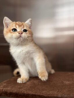 Zlata cincila, britsky kluk s PP-BRI ny11, k odbery hned - 6