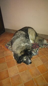 Kavkazský Pastevecký pes - krytí - 6