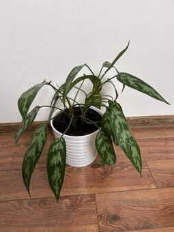 Rostliny pokojové pepřinec banán anturie aglaonema - 6