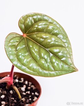 Anthurium Luxurians raritka - 6