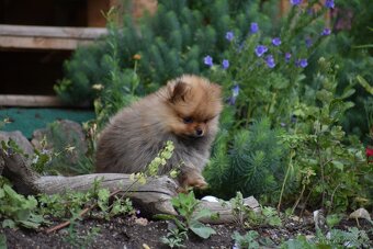 Pomeranian / Německý špic trpasličí s PP - 6