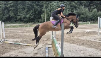 Charakterni valášek Hucul - 6