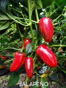 Semínka chilli papriček, paprik a rajčat - 6