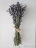Levandule lékařská (květ, sazenice, semínka) - 6