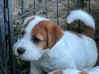 Jack Russell teriér s PP - 6