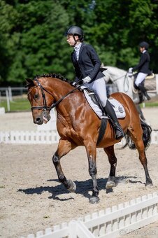 Valach na rekreaci slovensky športový pony 150vkh - 6