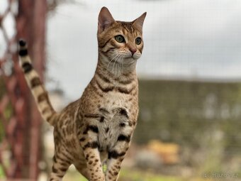 Bengálská kočka s PP - 6