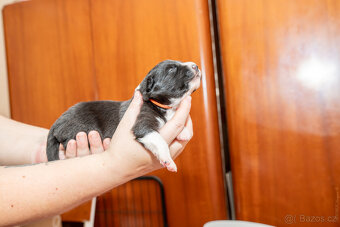 Border kolie s PP: - 6