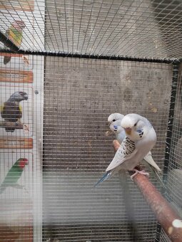 Agapornis a Andulky TCB - 6