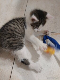 Darujeme kocourka - 6