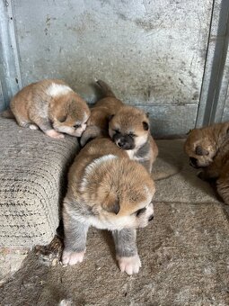 Akita inu štenátka - 6