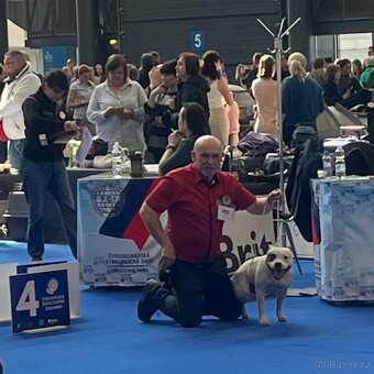 Krycí pes Stafordšírský bulteriér s PP . - 6