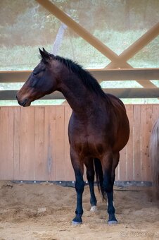 Valach PH, 15 let - 6