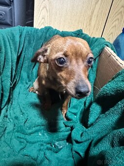 Pražský krysařík - 6