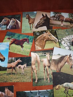 Pohlednice koní, 62ks - 6