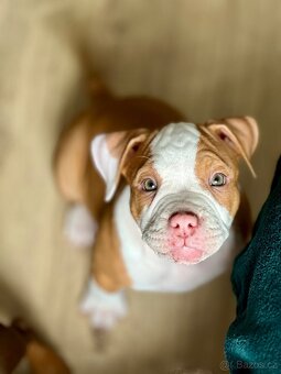 Psík American Bully s pp (ABKC) - 6