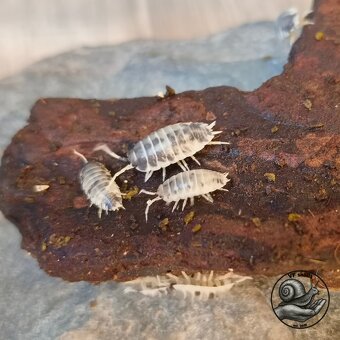 Lissachatina reticulata albino body / Porcellio laevis - 6