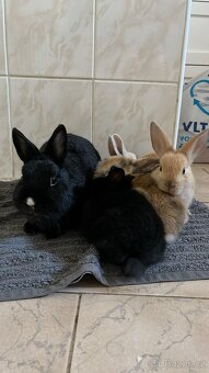Holandští zakrslí králíčci - 6