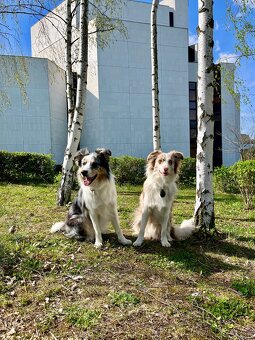Border kolie - 6