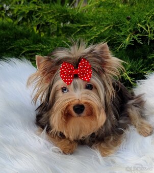 Jork, york merle yorkshire, ,biewer terriér s PP - 6