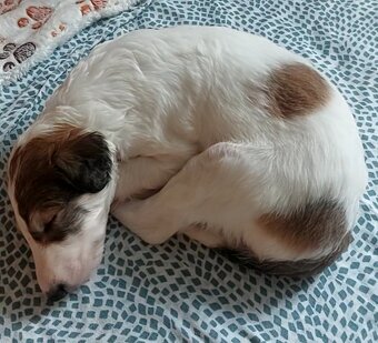 Barzoj ruský chrt s PP - 6