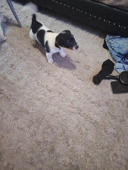 Jack Russell - 6