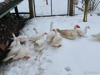 Kachna pižmová - 6