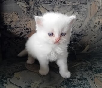 Britská koťátka s PP - 6