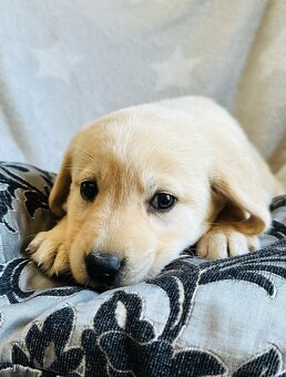 štěňata labrador a – připravena k odběru - 6
