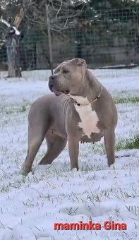 Chlapeček American bully XL k odběru - 6